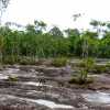 lintang-trail-macaque-monkey-train-bako-national-park