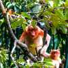 mother-and-baby-proboscis-monkey-bako-national-park