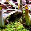 pitcher-plant-group-bako-national-park