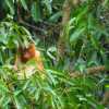 proboscis-monkey-in-canopy-bako-national-park