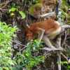 proboscis-monkey-tail-bako-national-park-kuching