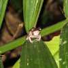 tree-frog-bako-national-park-night-trek