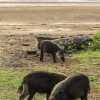 wild-boars-on-beach-bako-national-park
