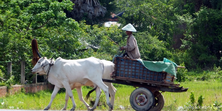 battambang-cow-trailer