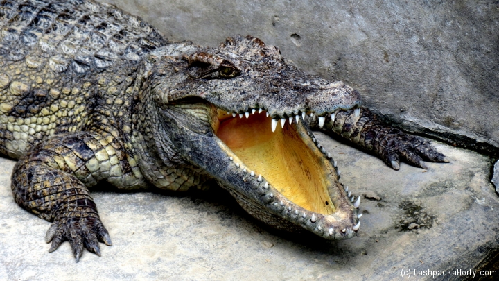 crocodile-mouth-open-battamabang