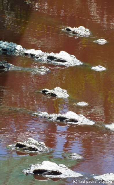 crocodiles-eyes-battambang
