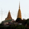 bats-fly-over-temple-phnom-sampeau