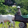 battambang-cow-trailer