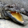 crocodile-mouth-open-battamabang