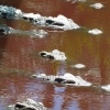 crocodiles-eyes-battambang