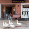 geese-filling-station-battambang
