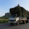 palm-leaf-load-battambang