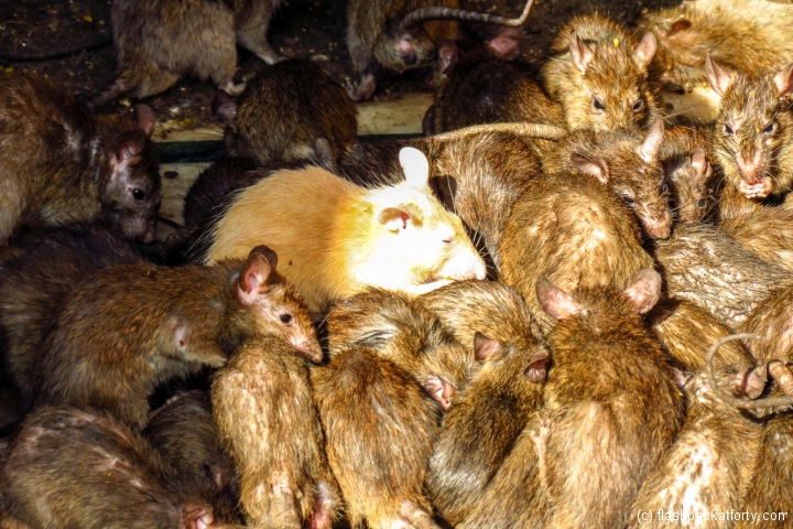 bikaner-lucky-white-rat-at-temple