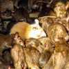 bikaner-lucky-white-rat-at-temple
