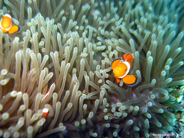 clown-fish-bohol-diving