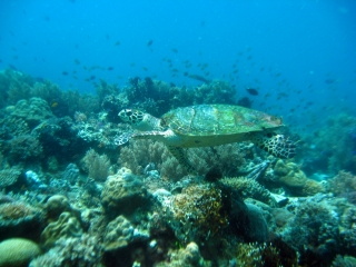 giant-turtle-bohol-diving