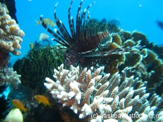 lion-fish-bohol-diving