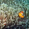 clown-fish-bohol-diving