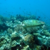 giant-turtle-bohol-diving