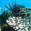 lion-fish-bohol-diving