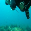 turtle-and-me-bohol-diving
