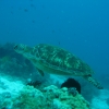 turtle-surfacing-bohol