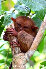 tarsier-monkey-smiles-bohol