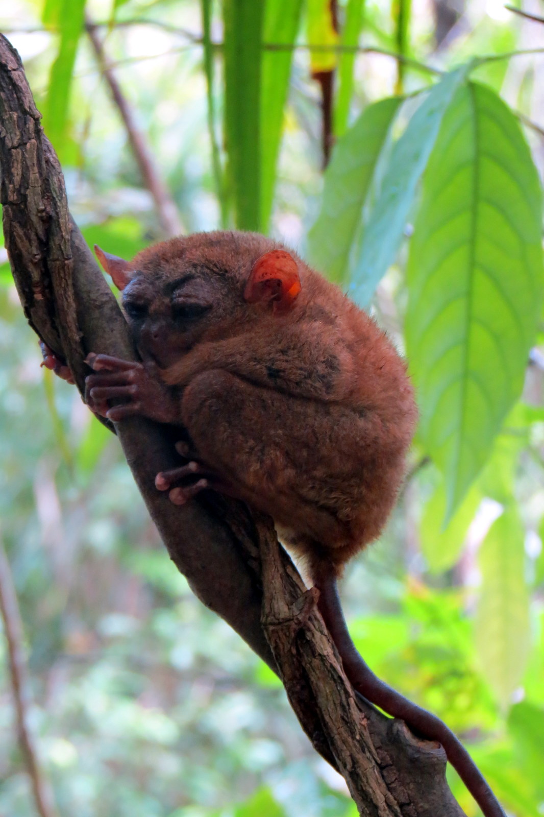 tarsier-monkey-bohol-tail
