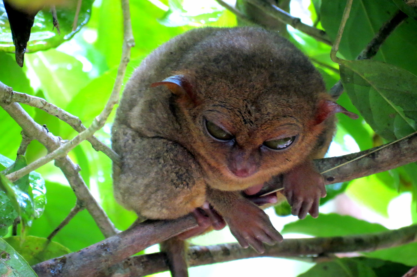 tarsier-monkey-bohol