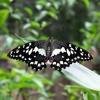 butterfly-bohol