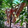 moth-tarsier-sanctuary-bohol