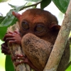 tarsier-monkey-bohol-eyes-open