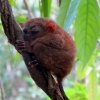 tarsier-monkey-bohol-tail