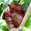 tarsier-monkey-smiles-bohol
