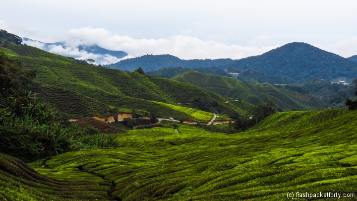 cameron-highlands-hills-and-tea