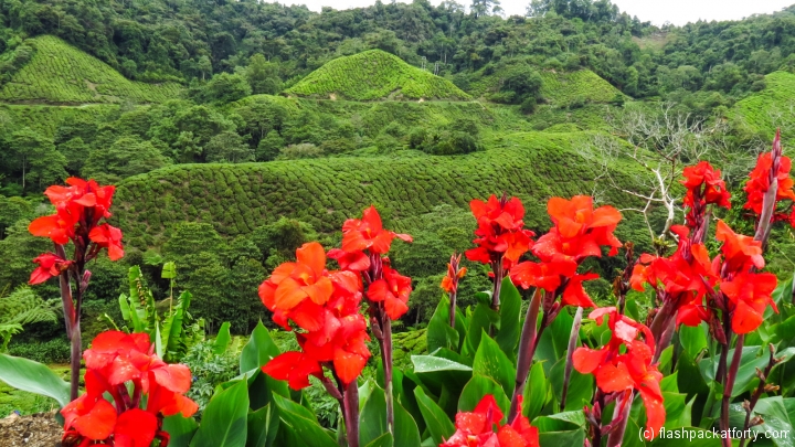 cannas-and-tea-plantation-cameron-highlands