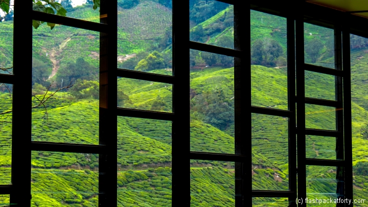 tea-plantations-through-window