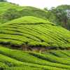 boh-plantation-and-red-t-shirt
