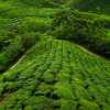 boh-tea-fields-cameron-highlands