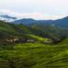 cameron-highlands-hills-and-tea