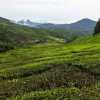 cameron-highlands-tea-plantation