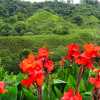 cannas-and-tea-plantation-cameron-highlands