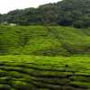 tea-plantation-landscape