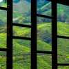 tea-plantations-through-window