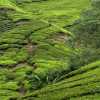 tea-terraces-cameron