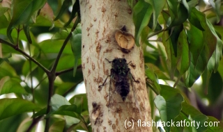 New zealand Cicada