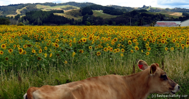 Cow Sunflower Field Miranda