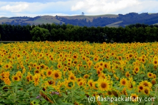 Sunflower Field Miranda