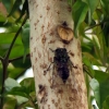New zealand Cicada