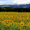 Sunflower Field Miranda